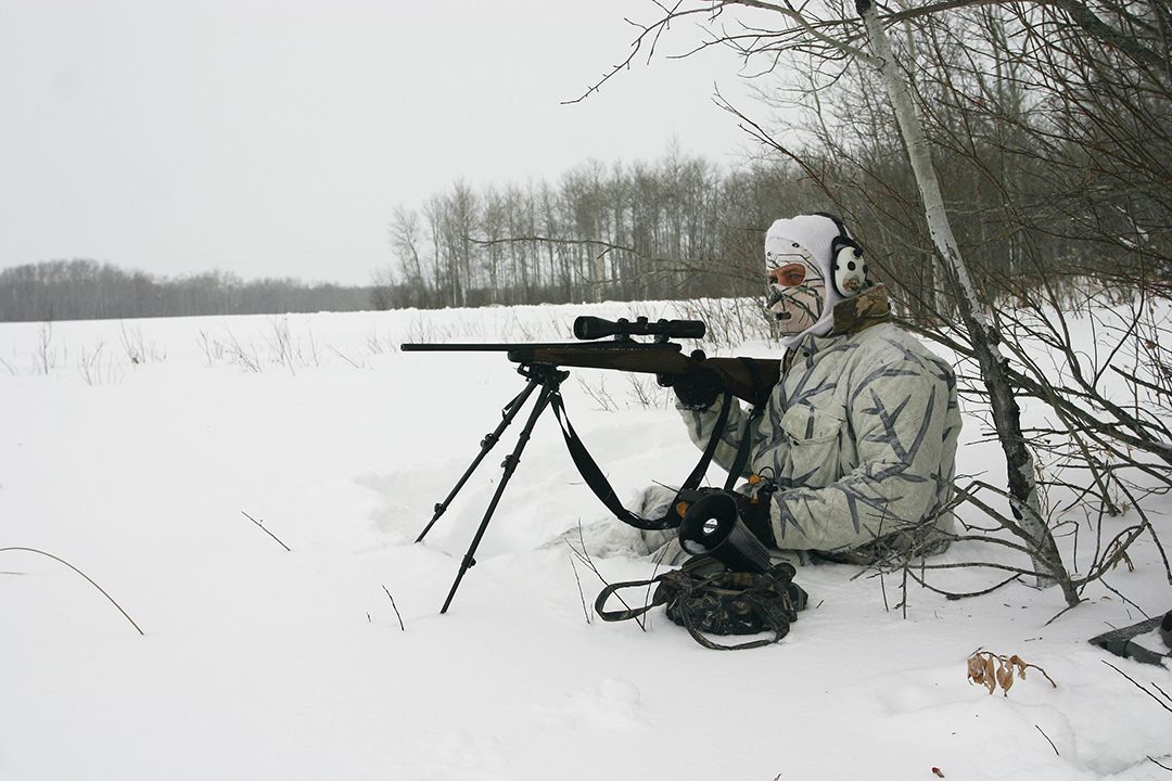 Predator hunters in snow-covered northern climates often drive around the countryside looking for red foxes sleeping out in the open. From there they either sneak in for the shot or get close enough to call.